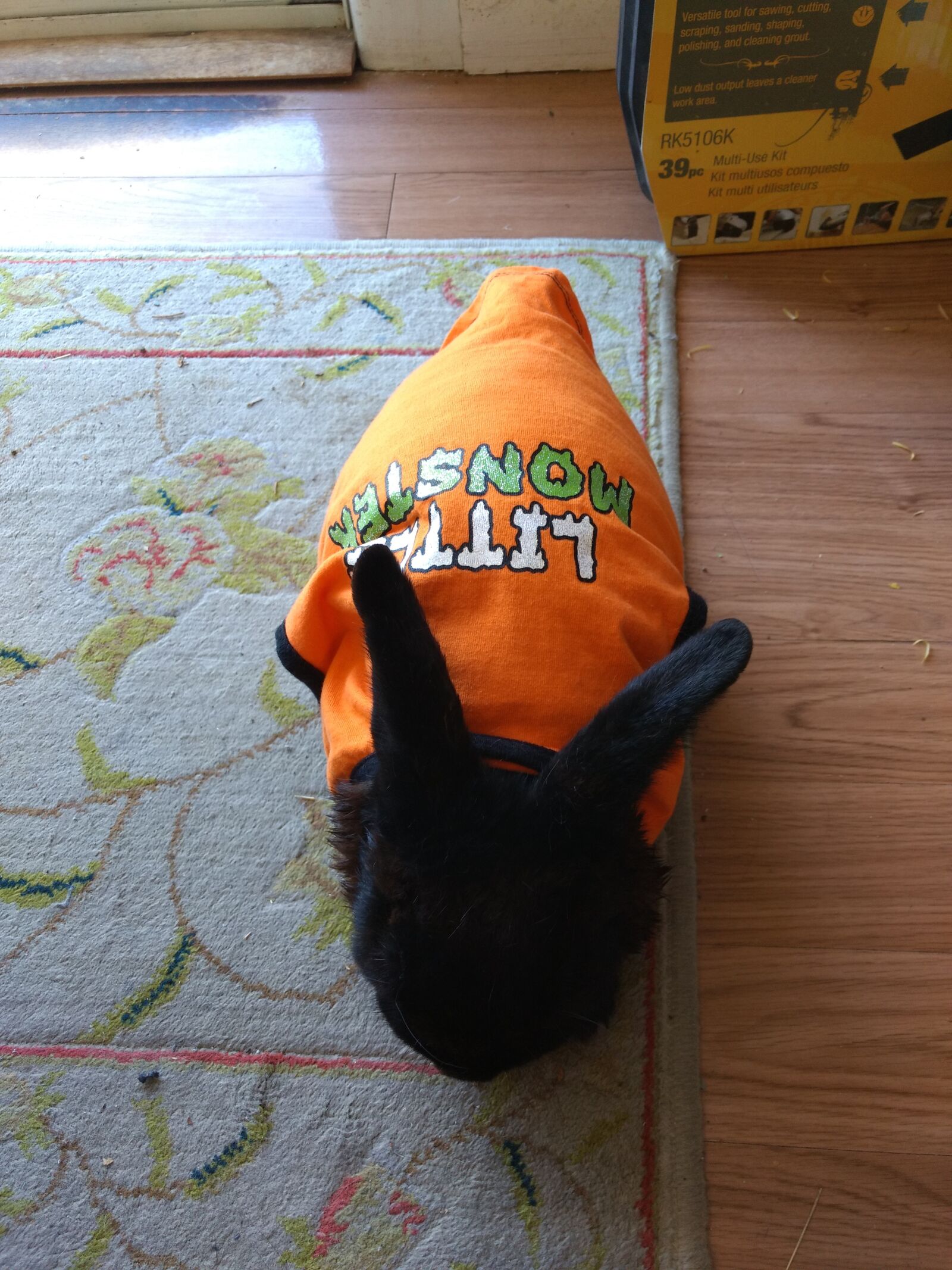 Motorola Moto G (4) sample photo. Rabbit, bunny, bunny wearing photography