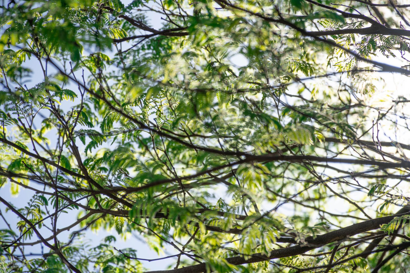 Nikon D7200 sample photo. Tree, branches, leaves photography