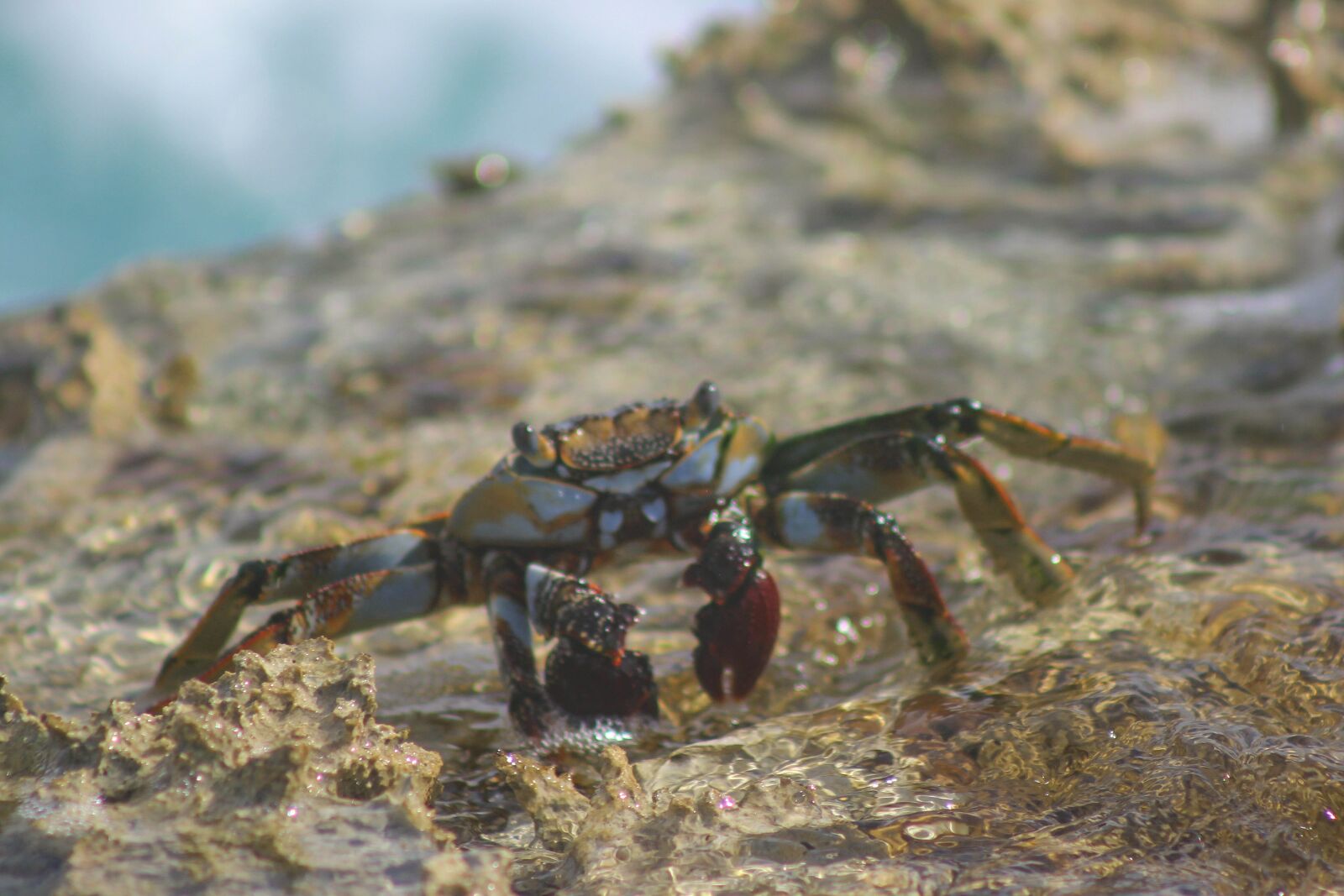 Canon EOS 600D (Rebel EOS T3i / EOS Kiss X5) sample photo. Crab, beach, sea photography