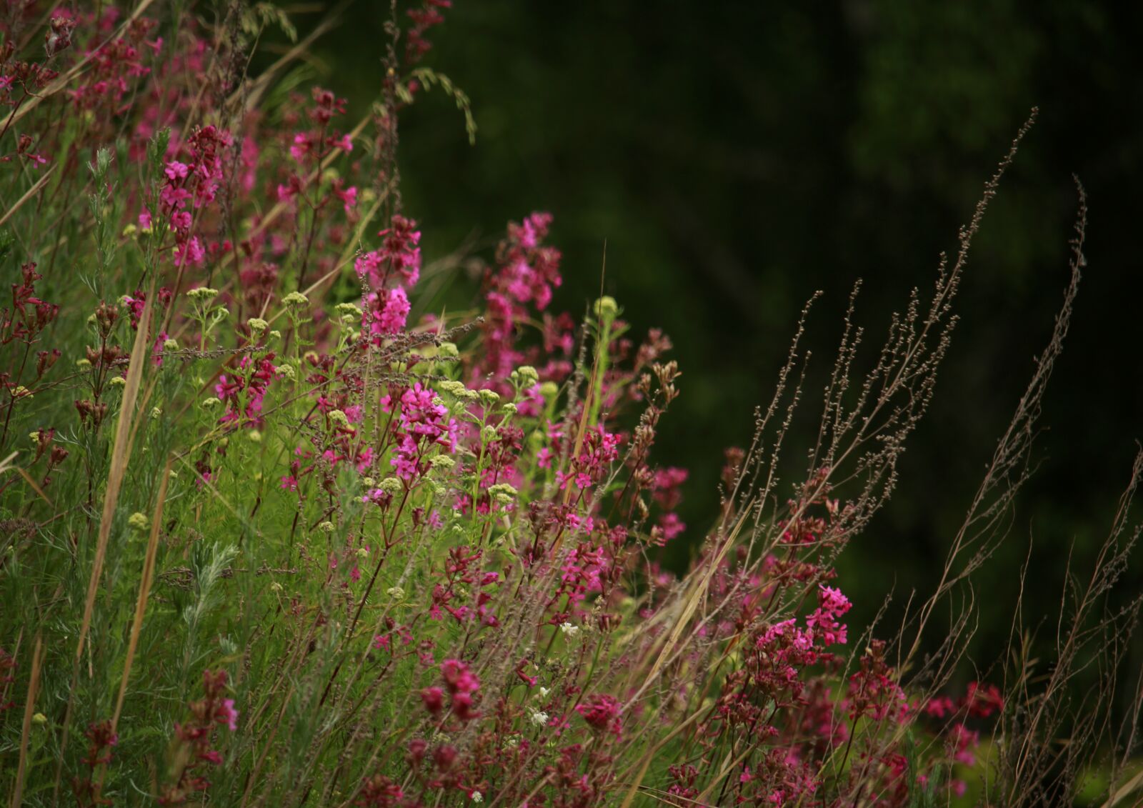 Canon EOS 1200D (EOS Rebel T5 / EOS Kiss X70 / EOS Hi) sample photo. Herbs, slope, flowers photography