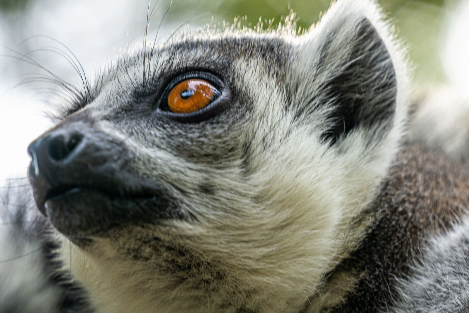 Sony E 55-210mm F4.5-6.3 OSS sample photo. Monkey, lemur, cute photography