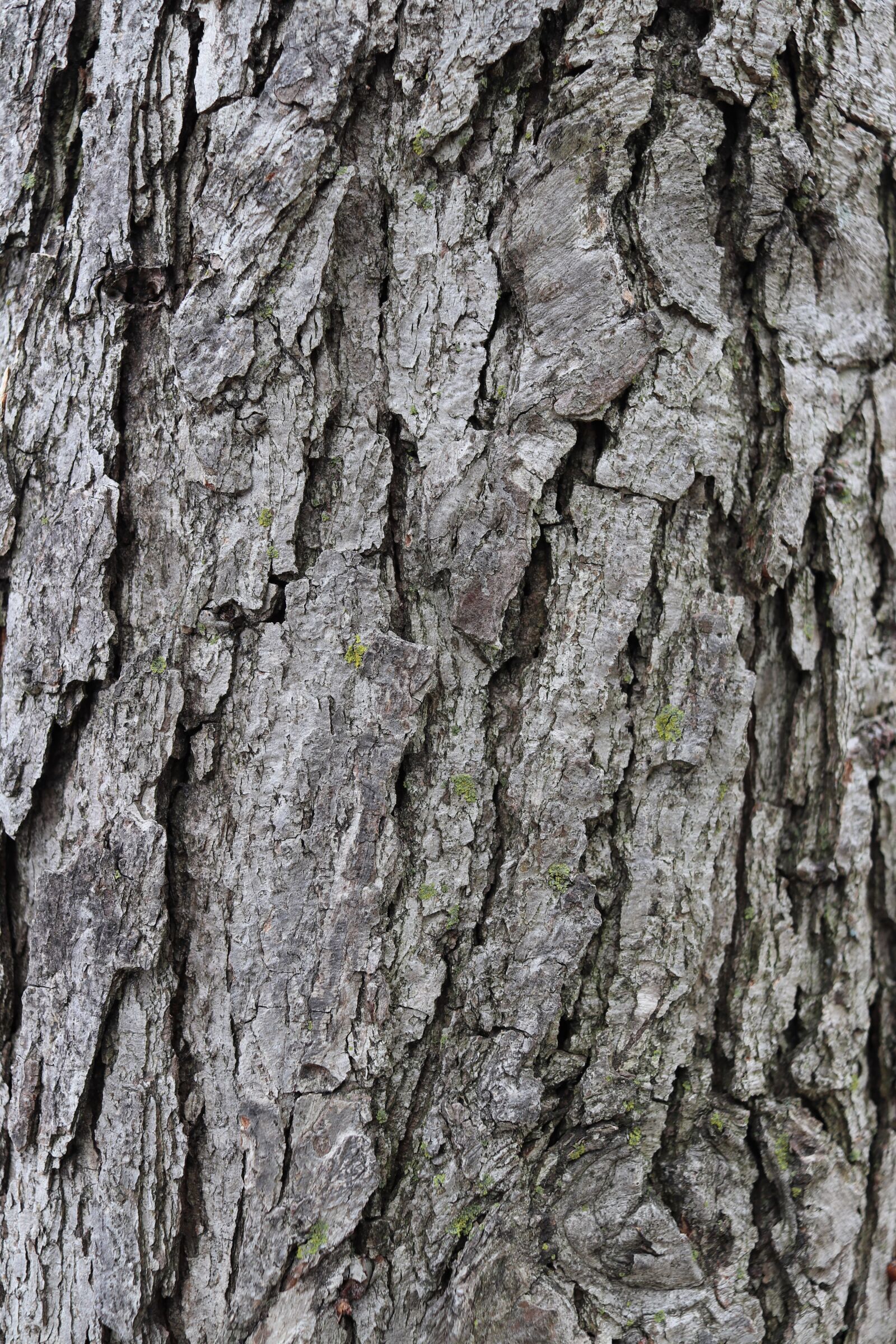 Canon EOS 200D (EOS Rebel SL2 / EOS Kiss X9) sample photo. Texture, tree, bark photography