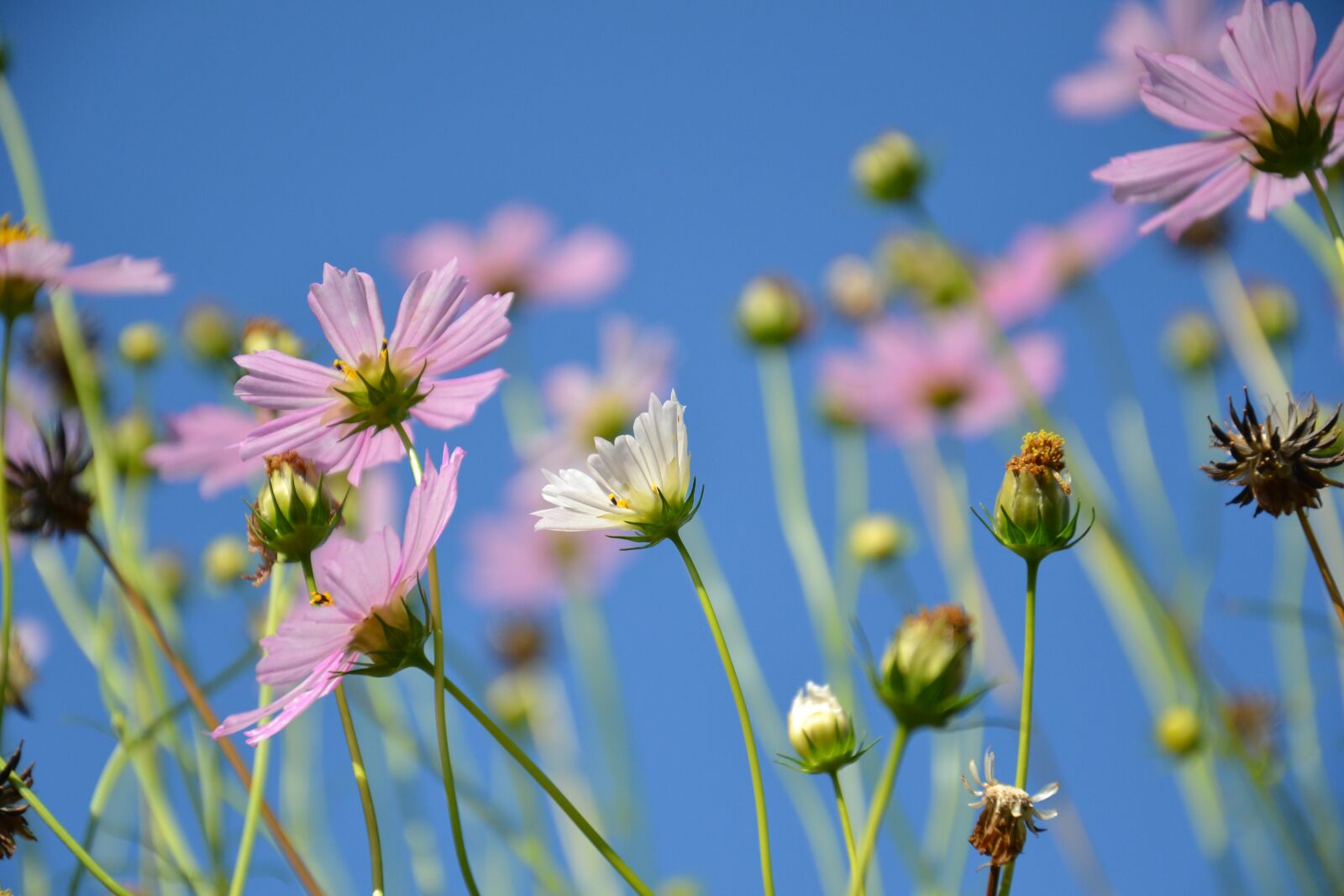 Nikon D3100 sample photo. Flowers, summer, cosmos photography