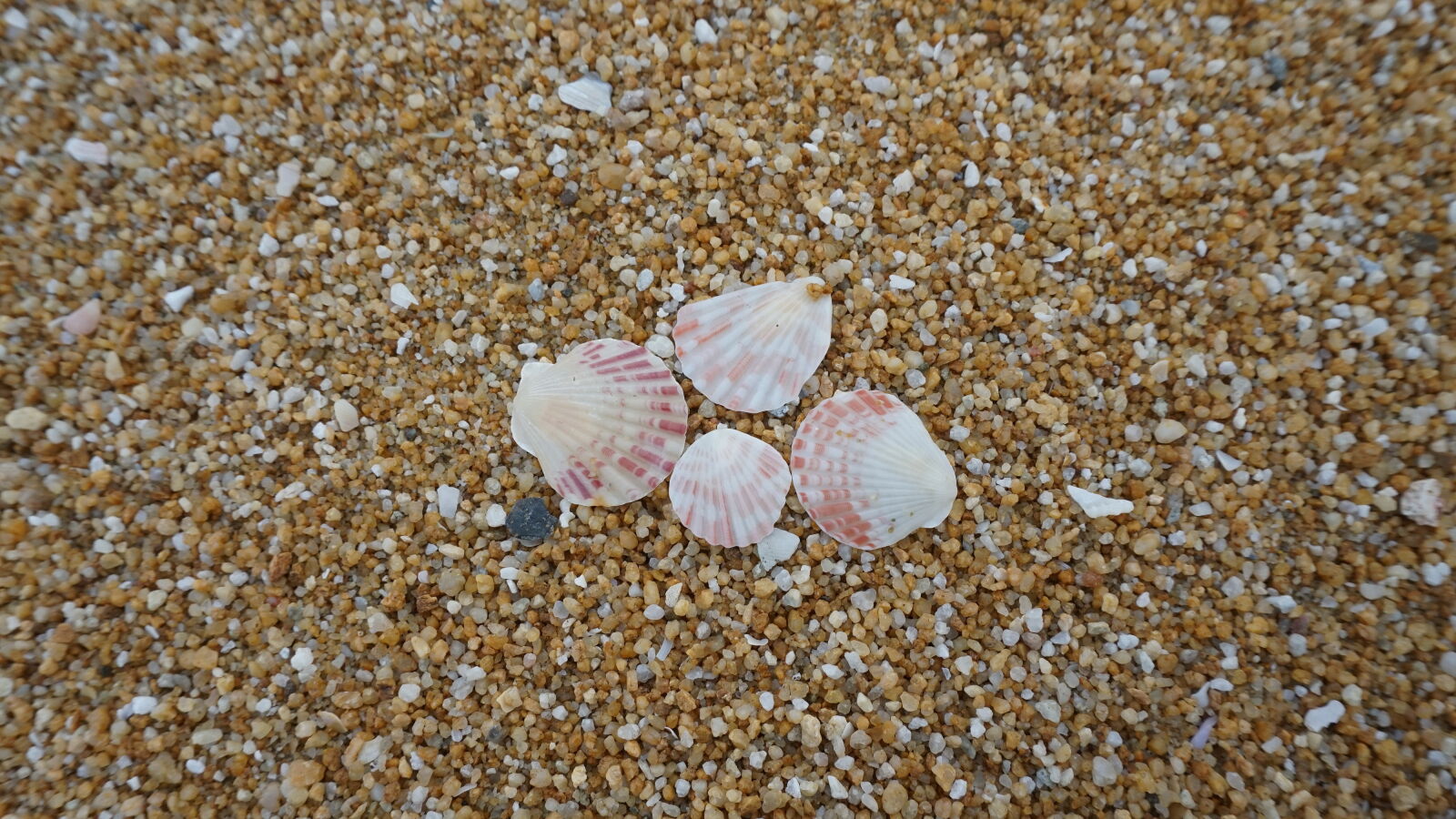 Sony E 16-50mm F3.5-5.6 PZ OSS sample photo. Shells, on, shore photography
