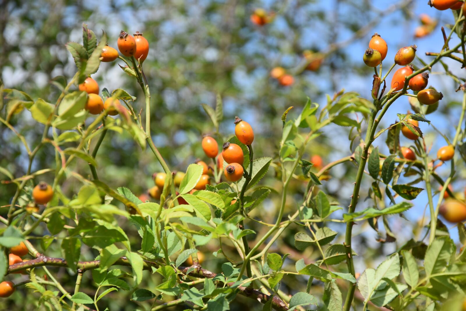 Nikon D5500 sample photo. Rose hip, fruits, tree photography