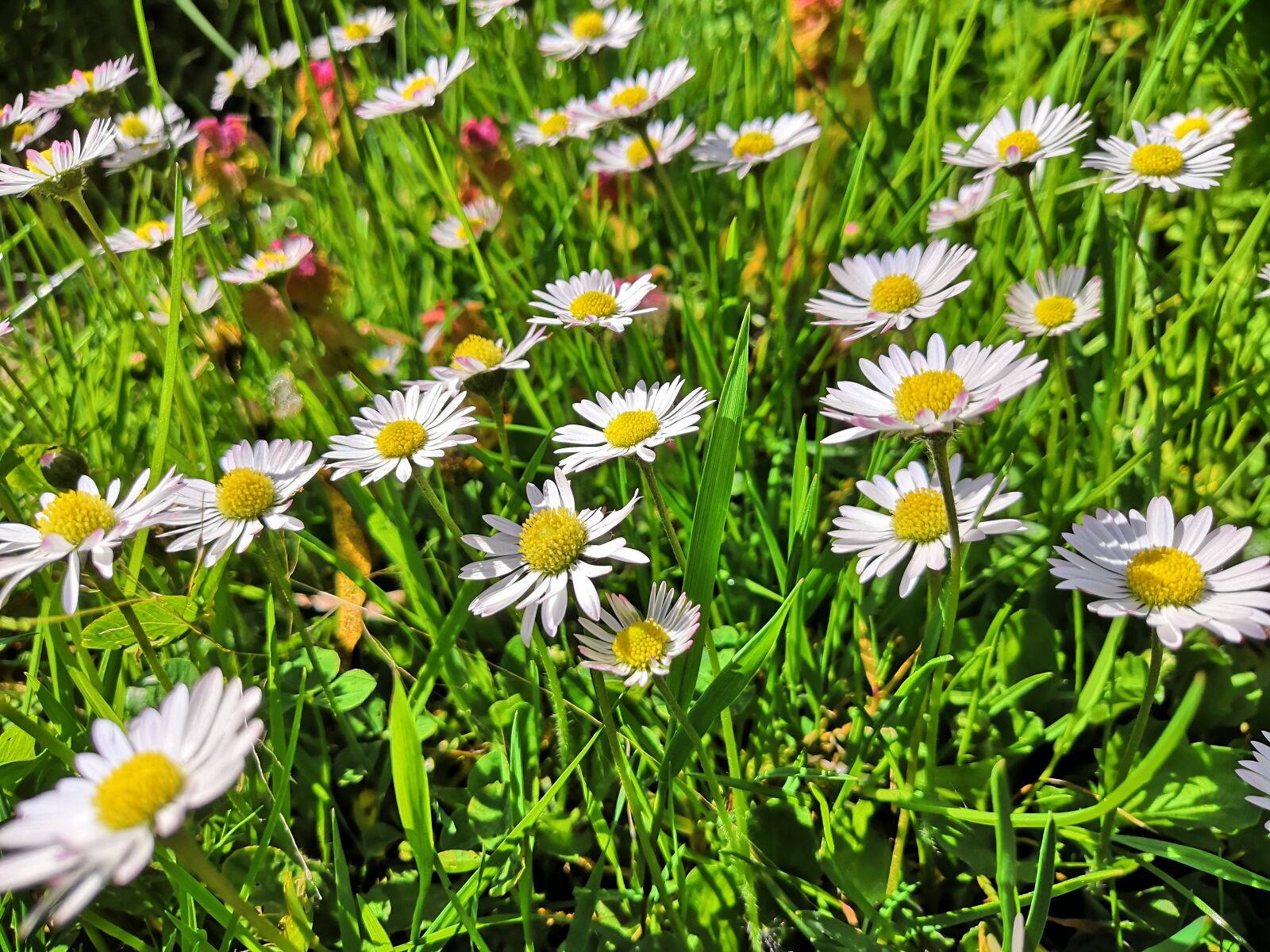 HUAWEI Honor 10 sample photo. Daisy, spring, meadow photography