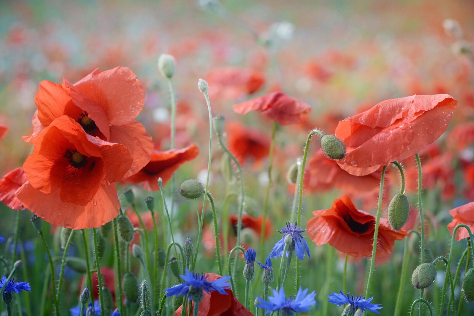 Nikon D7100 sample photo. Poppy, blossom, bloom photography