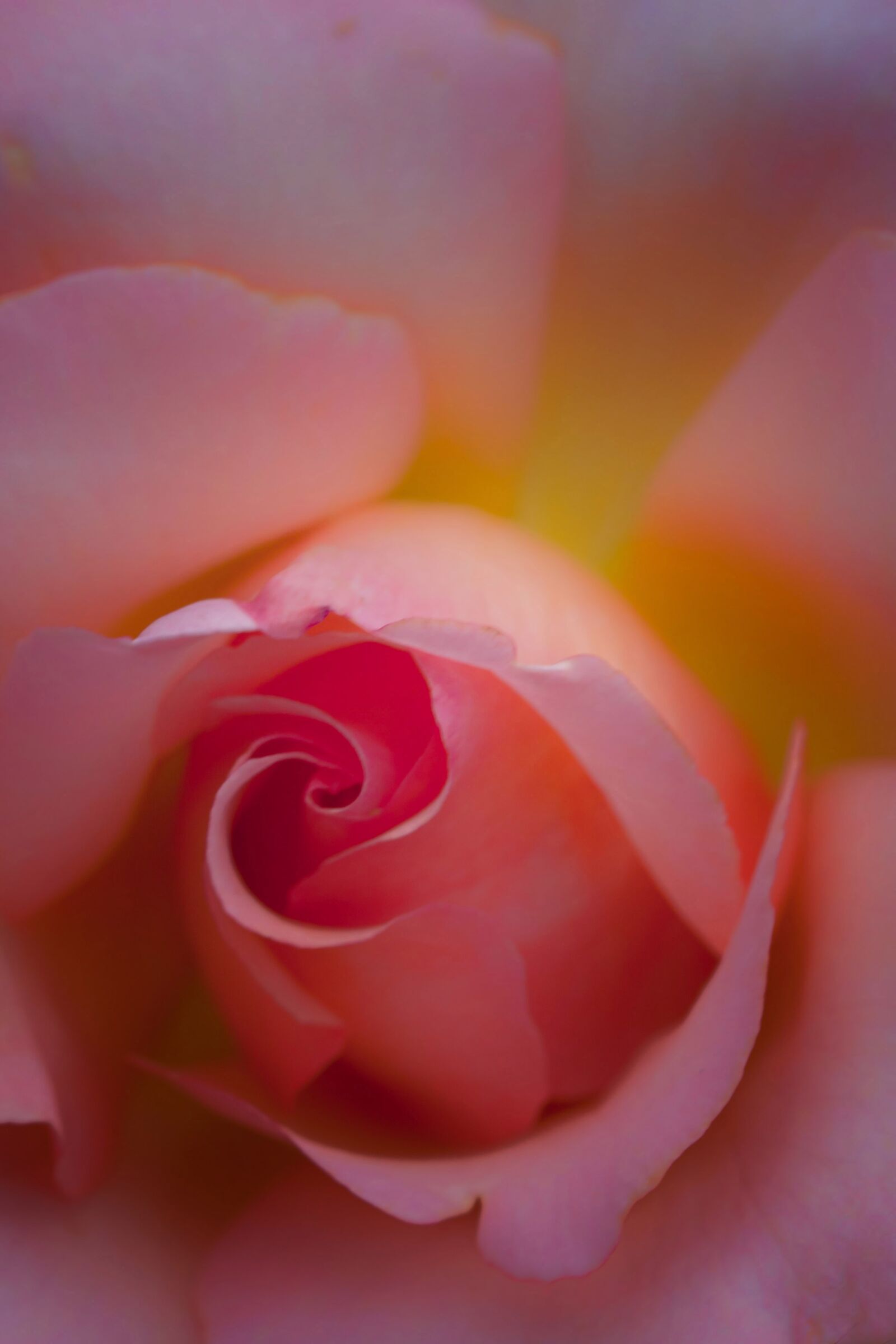 Canon EOS 40D sample photo. Rose, flower, close up photography