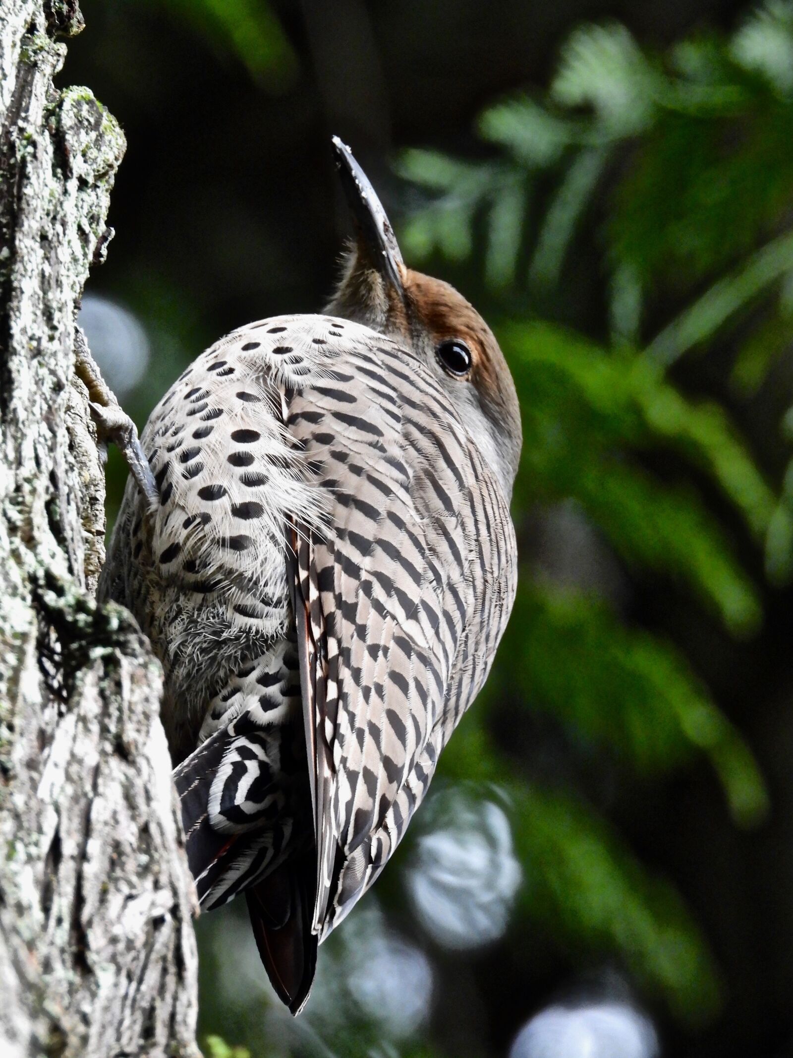 Nikon Coolpix P1000 sample photo. Flicker, woodpecker, wildlife photography