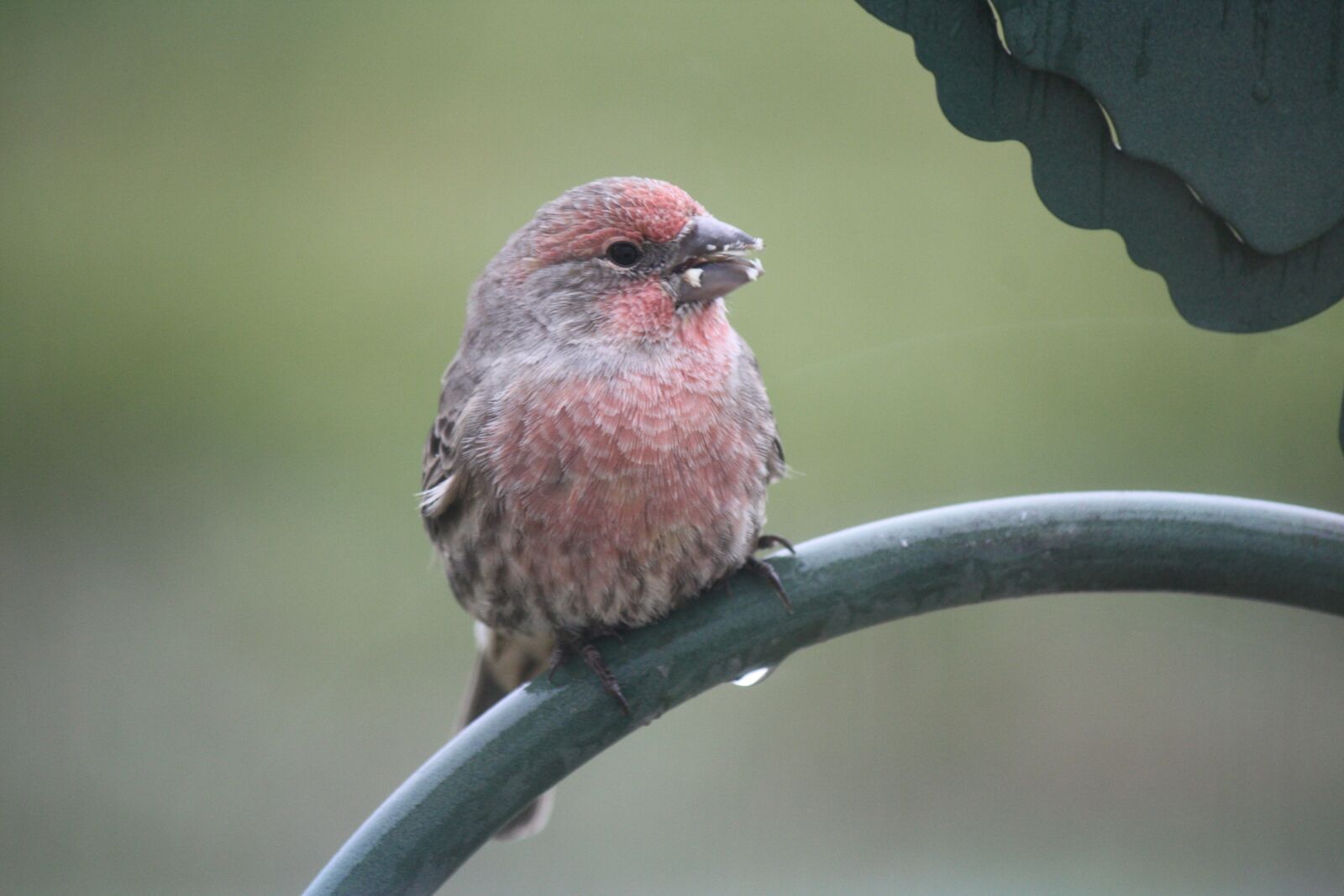 Canon EOS 450D (EOS Rebel XSi / EOS Kiss X2) sample photo. Finch, bird, nature photography