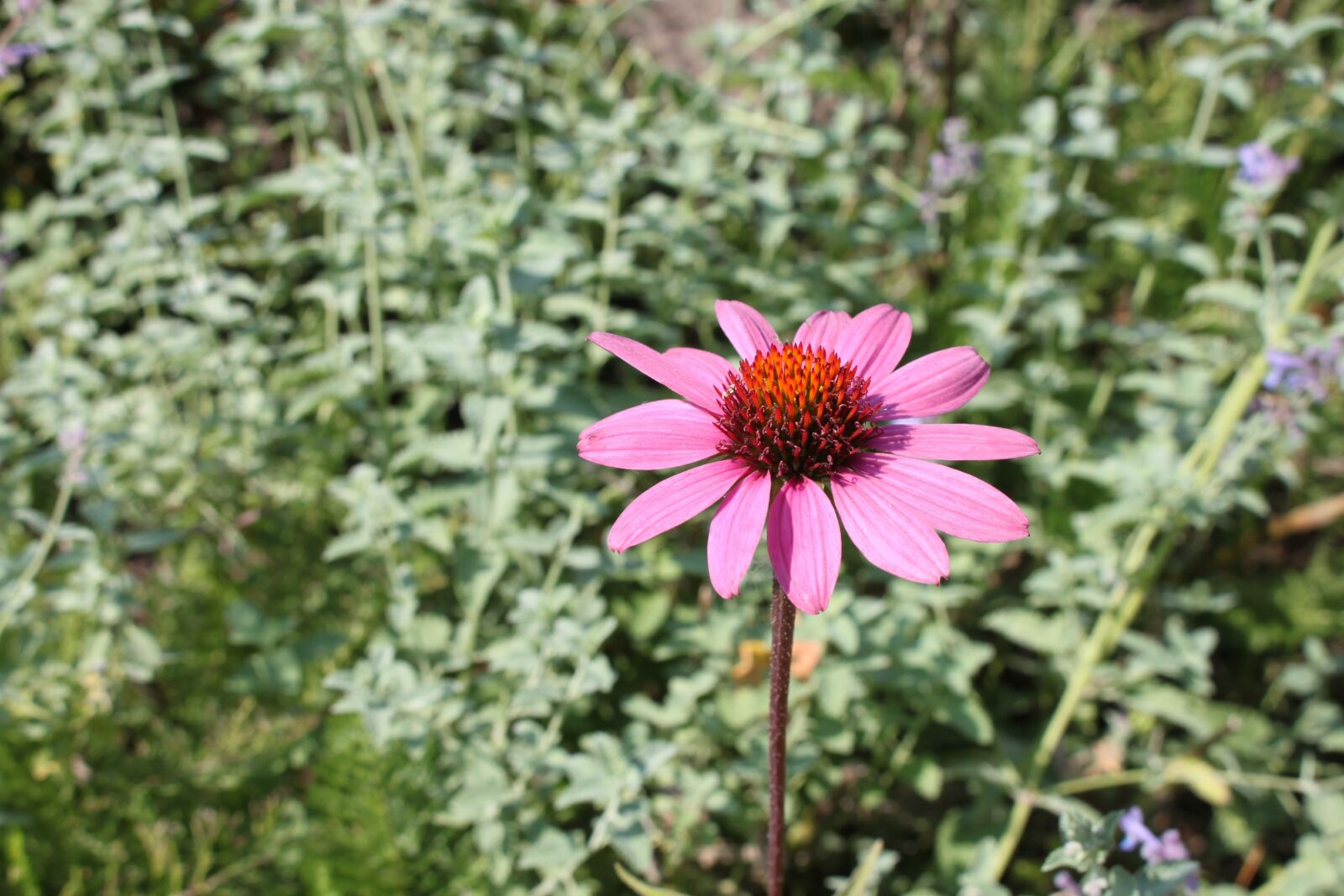 Canon EOS 500D (EOS Rebel T1i / EOS Kiss X3) sample photo. Flowers, nature, pink photography
