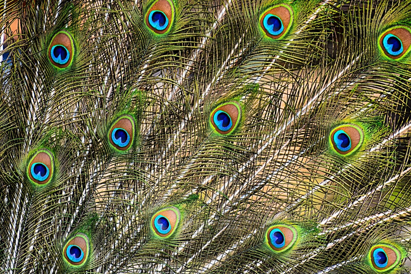 Nikon D7200 sample photo. Peacock feathers, color, plumage photography