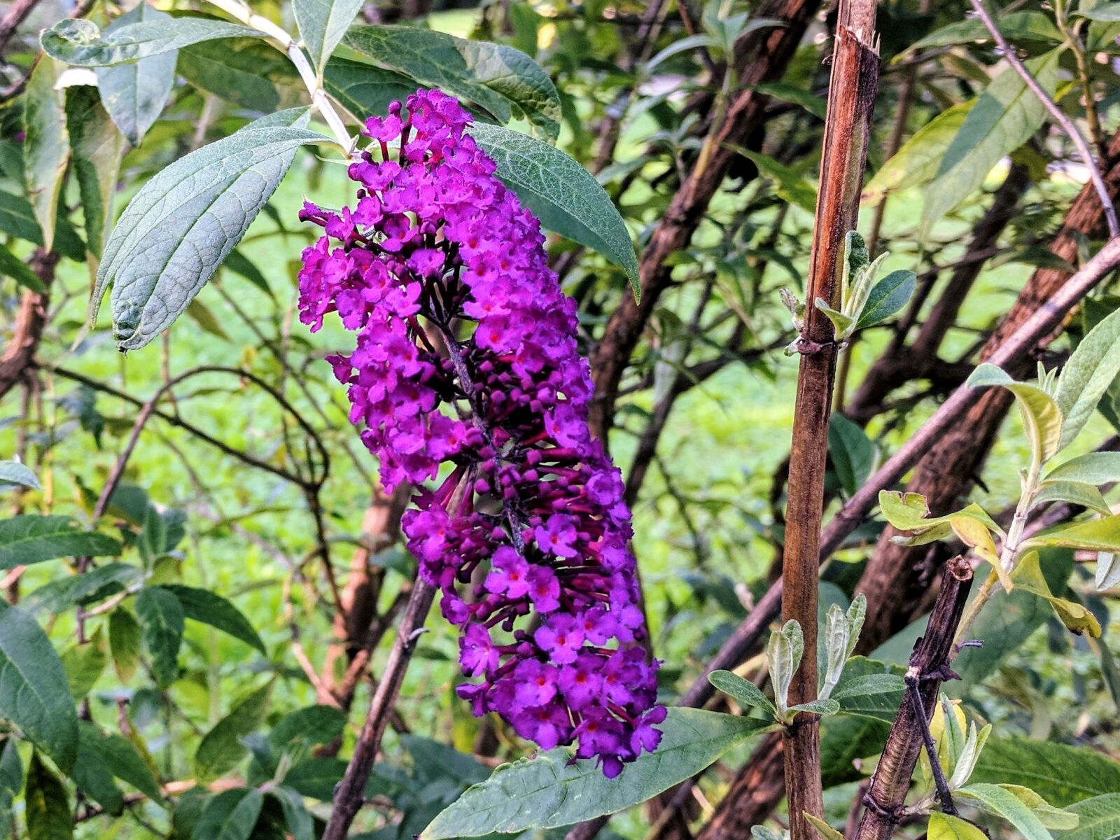 LG Nexus 5X sample photo. Flower, tree, purple photography
