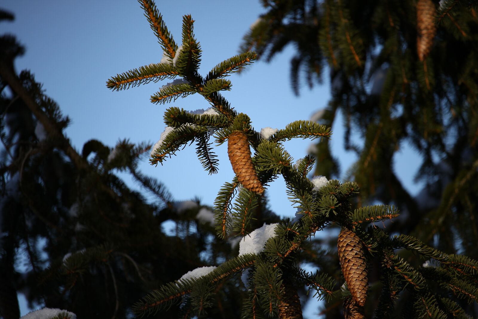 Canon EOS 50D sample photo. Fir tree, pine cones photography