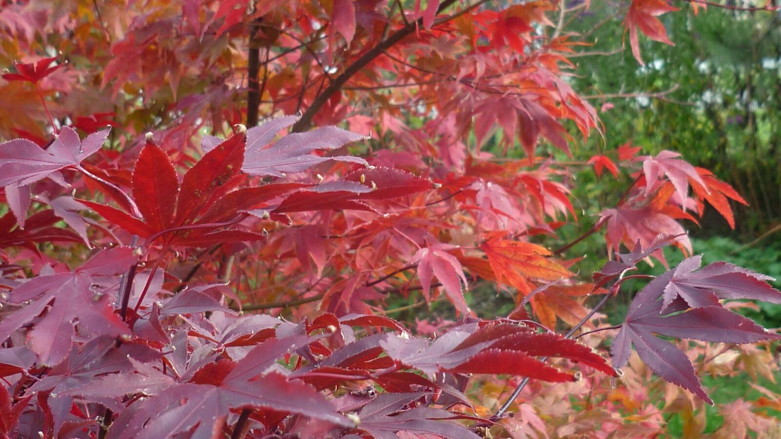 Panasonic Lumix DMC-FS6 sample photo. Autumn splendor, branches, beautiful photography