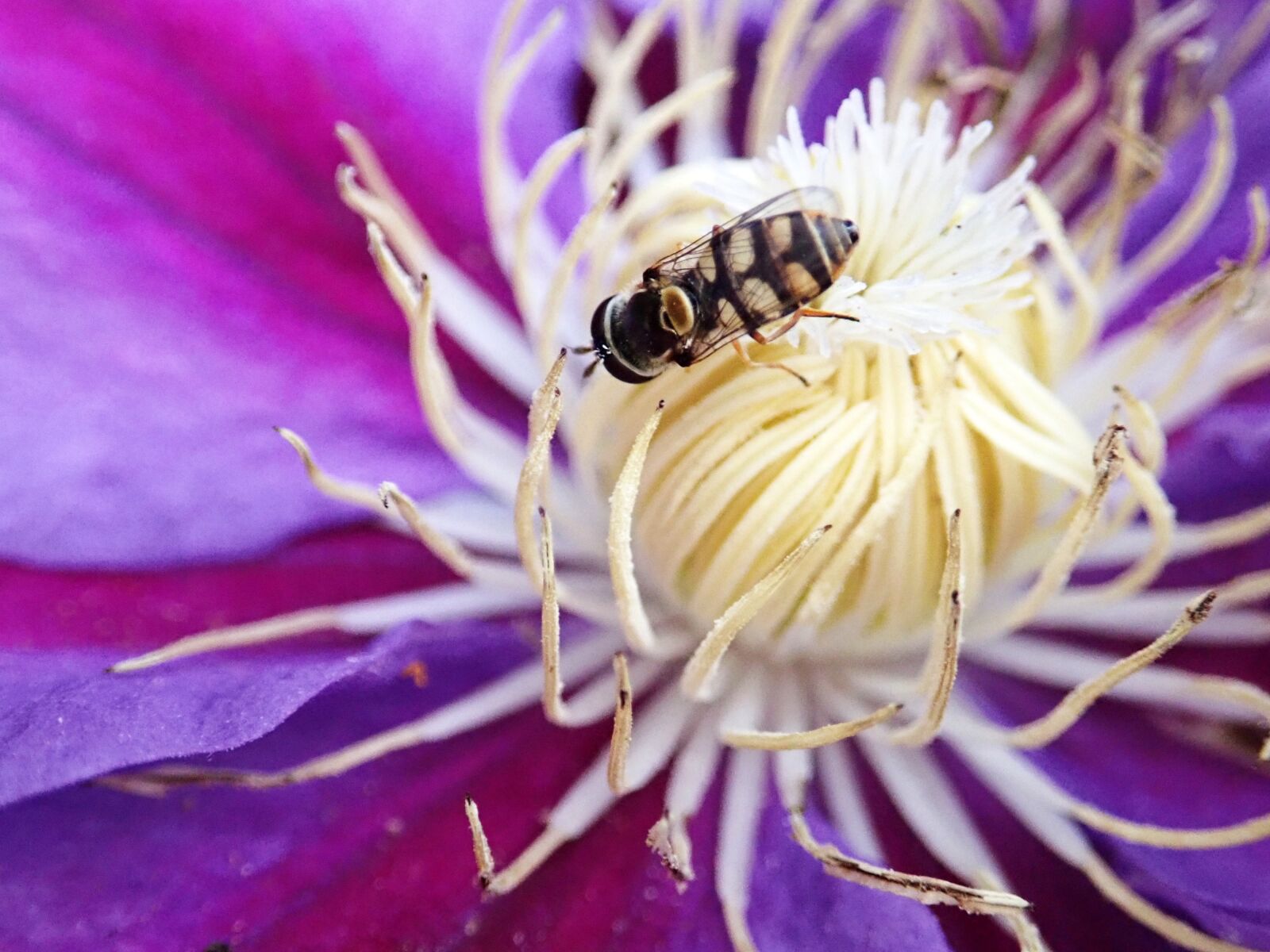 Olympus TG-5 sample photo. Hover fly, insect, flower photography
