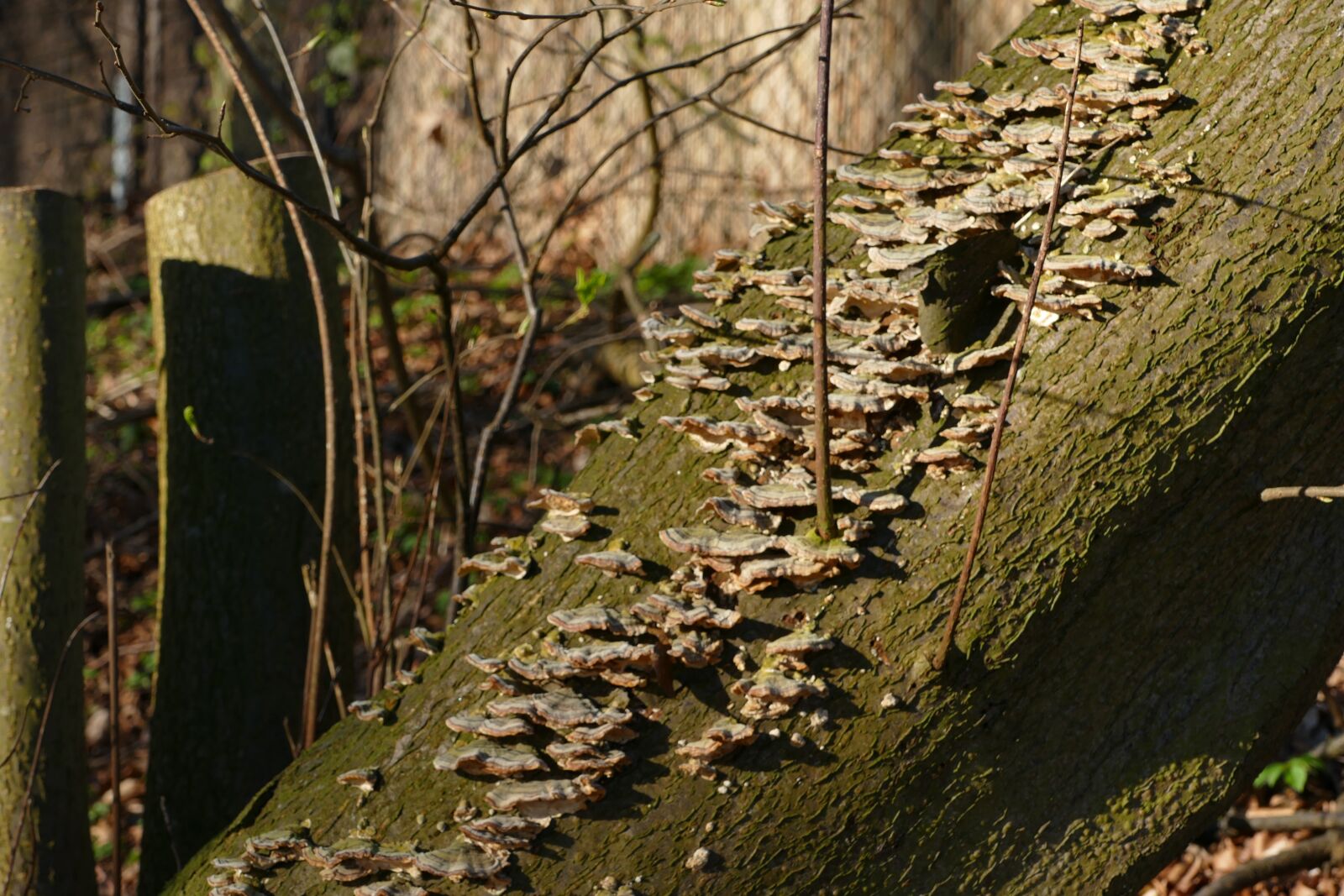 Panasonic Lumix DMC-FZ1000 sample photo. Log, mushrooms, tree fungi photography