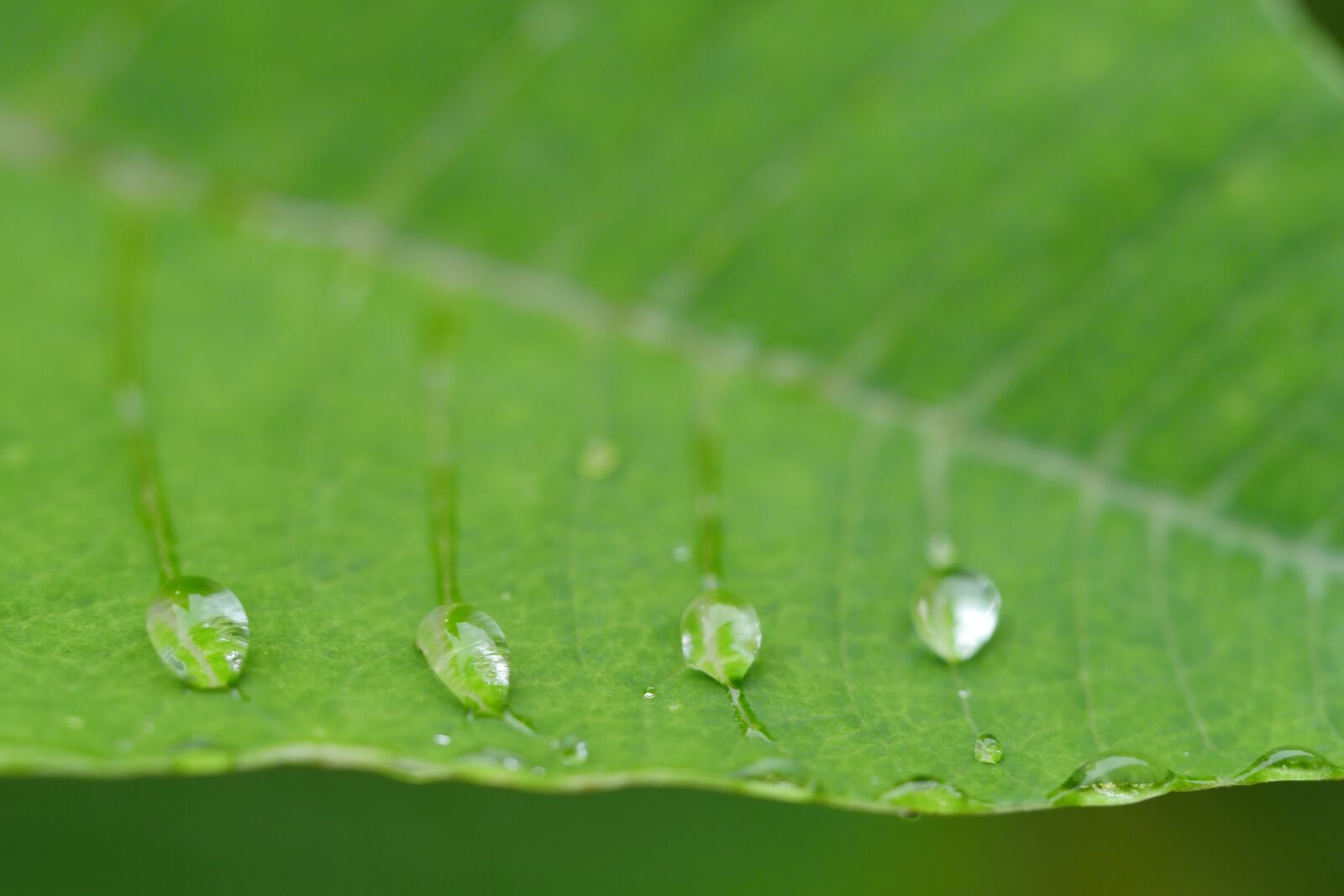 Panasonic Lumix DMC-GX8 sample photo. Water, water point, water photography