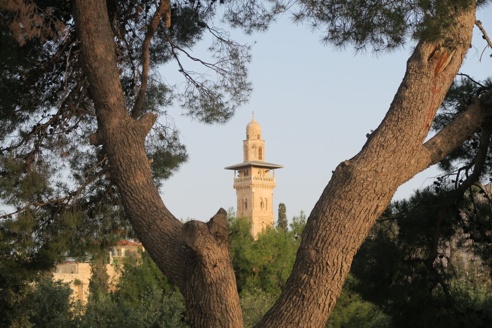 Canon PowerShot G7 X sample photo. Tree, on, religion photography