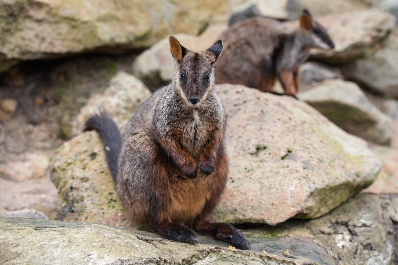 Nikon D750 sample photo. Brush-tailed rock-wallaby, wallaby, marsupial photography