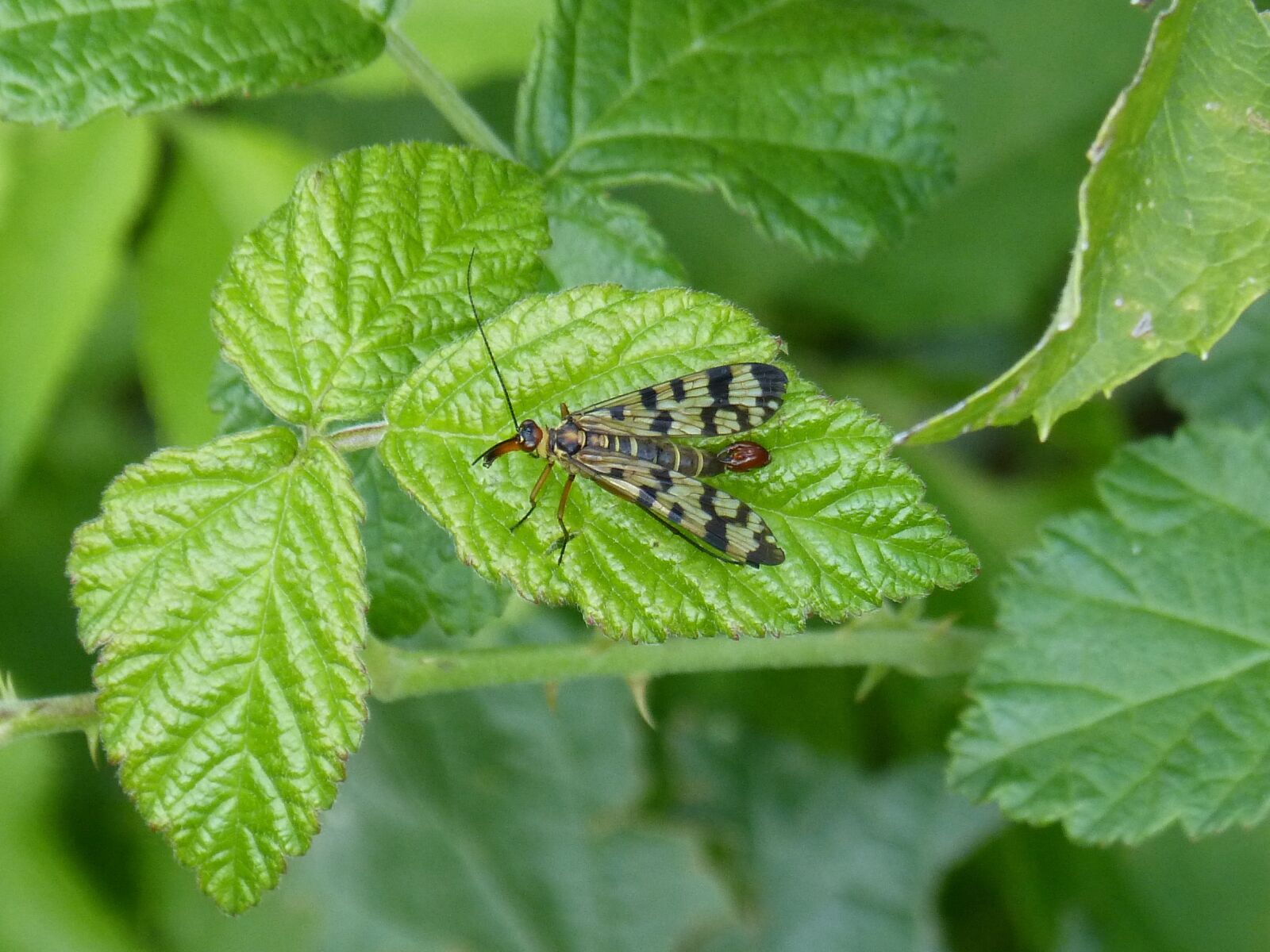 Panasonic DMC-FZ62 sample photo. Panorpa communis, scorpion fly photography