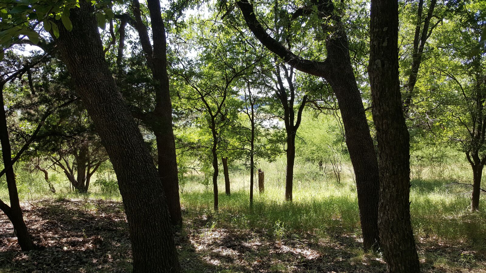 Samsung Galaxy Note5 sample photo. Trees, shadows, sunshine photography