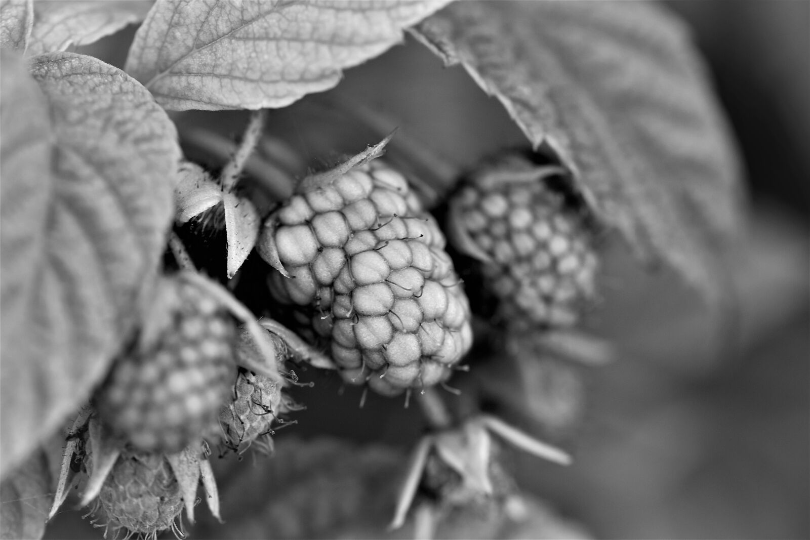 Nikon D5500 sample photo. Black and white, raspberry photography