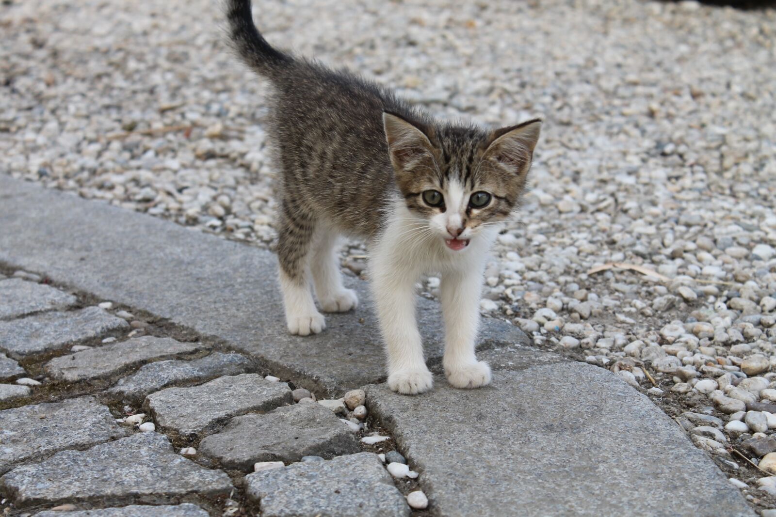 Canon EOS 1100D (EOS Rebel T3 / EOS Kiss X50) sample photo. Kitten, mackerel, tiger cat photography