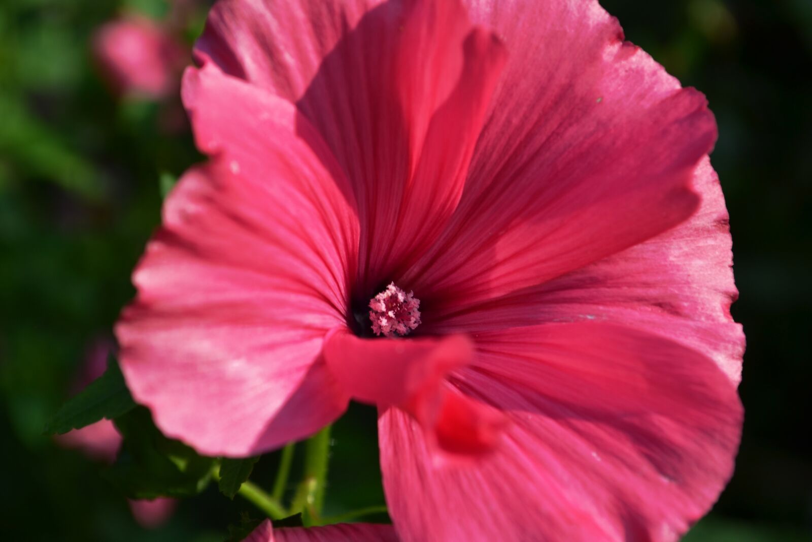Nikon D3100 sample photo. Pink, blossom, bloom photography