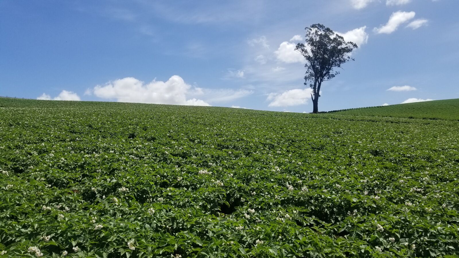 Samsung Galaxy S8 sample photo. Nature, agriculture, landscape photography