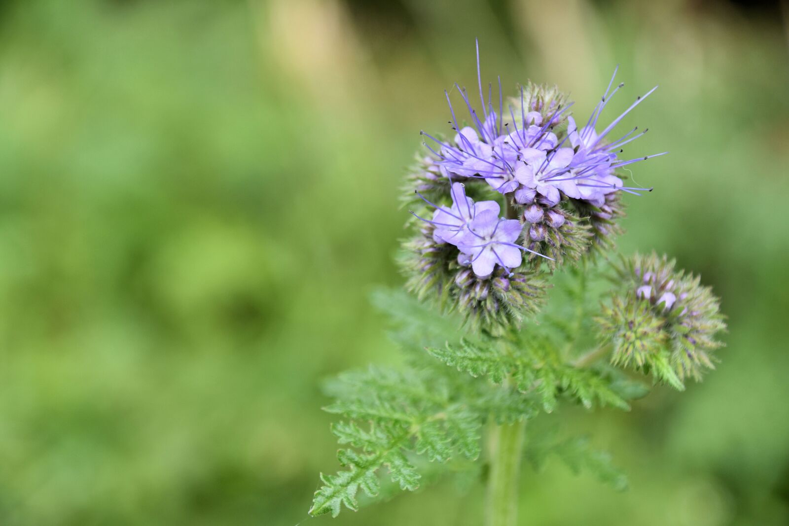 Nikon D500 sample photo. Spring, cornflower, flowers photography