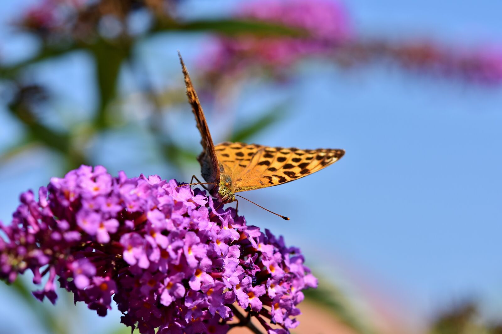 Nikon D7200 sample photo. Butterfly, large fritillary, color photography