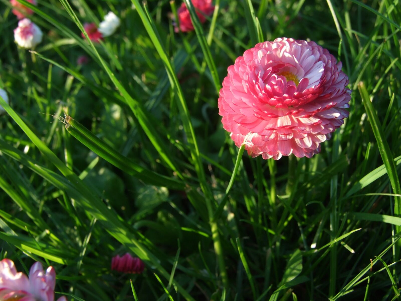 Fujifilm FinePix S6500fd sample photo. Summer, spring, daisy photography