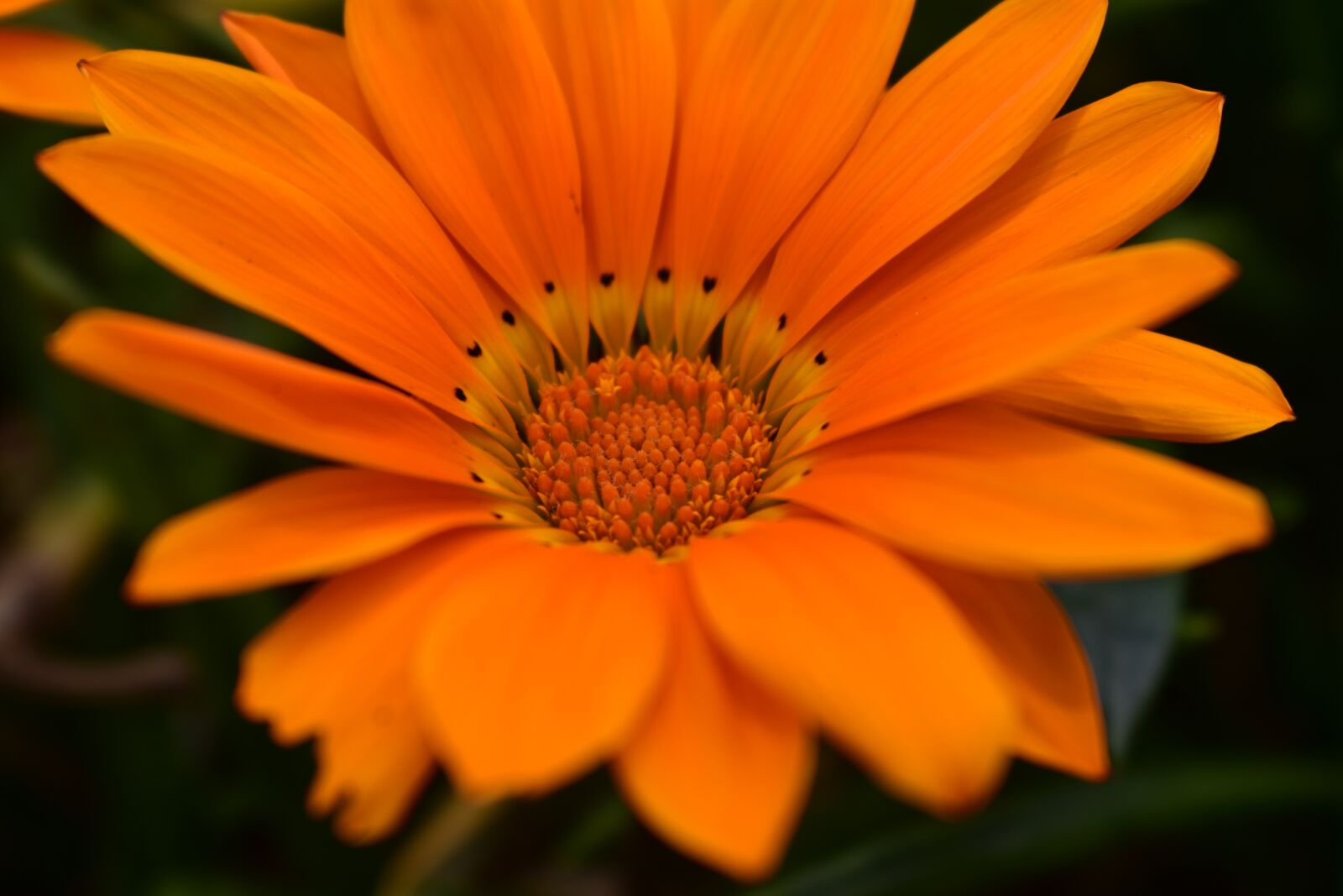 Nikon D3400 sample photo. Flower, nature, plant photography