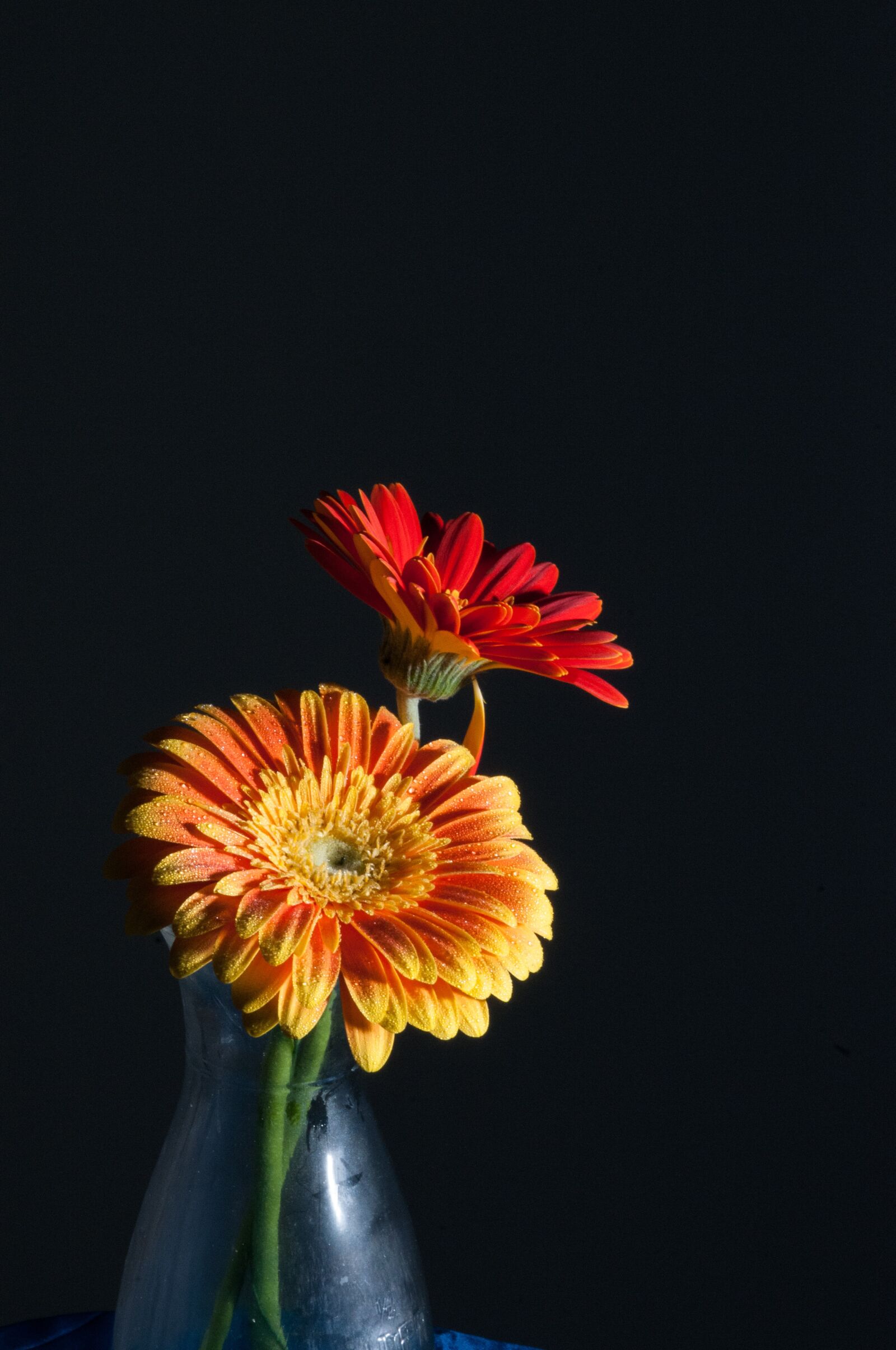 Nikon D300 sample photo. Flower, macro, close up photography