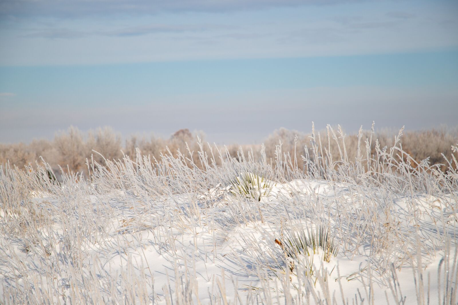 Canon EF 24-105mm F3.5-5.6 IS STM sample photo. Frost, ice, snow photography