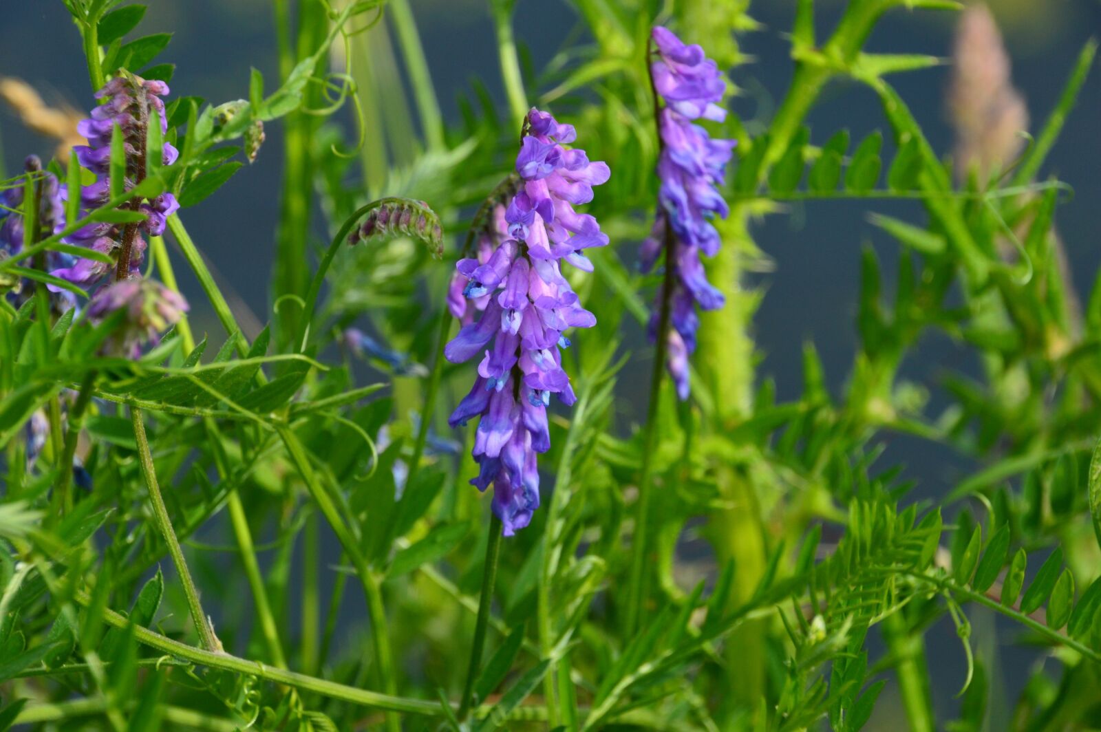 Nikon D3200 sample photo. Flower, violet, purple photography