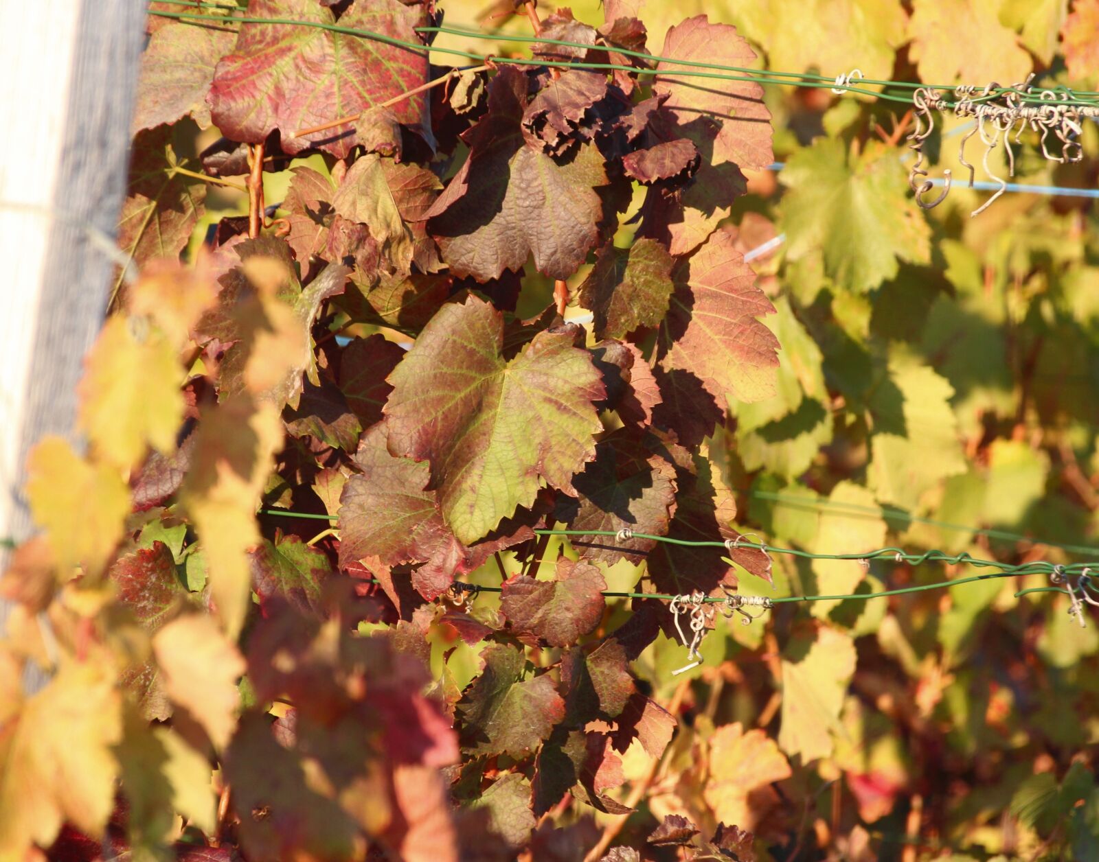 Canon EOS 600D (Rebel EOS T3i / EOS Kiss X5) sample photo. Vineyard, rebstock, color photography