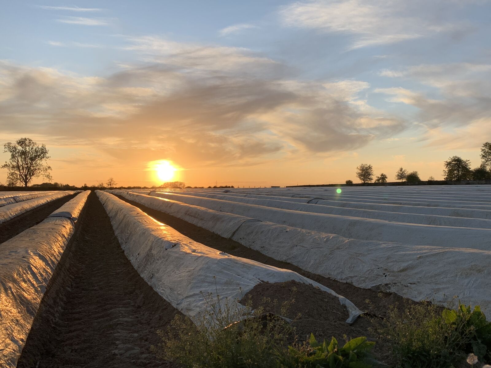 Apple iPhone XR sample photo. Asparagus, field, agriculture photography