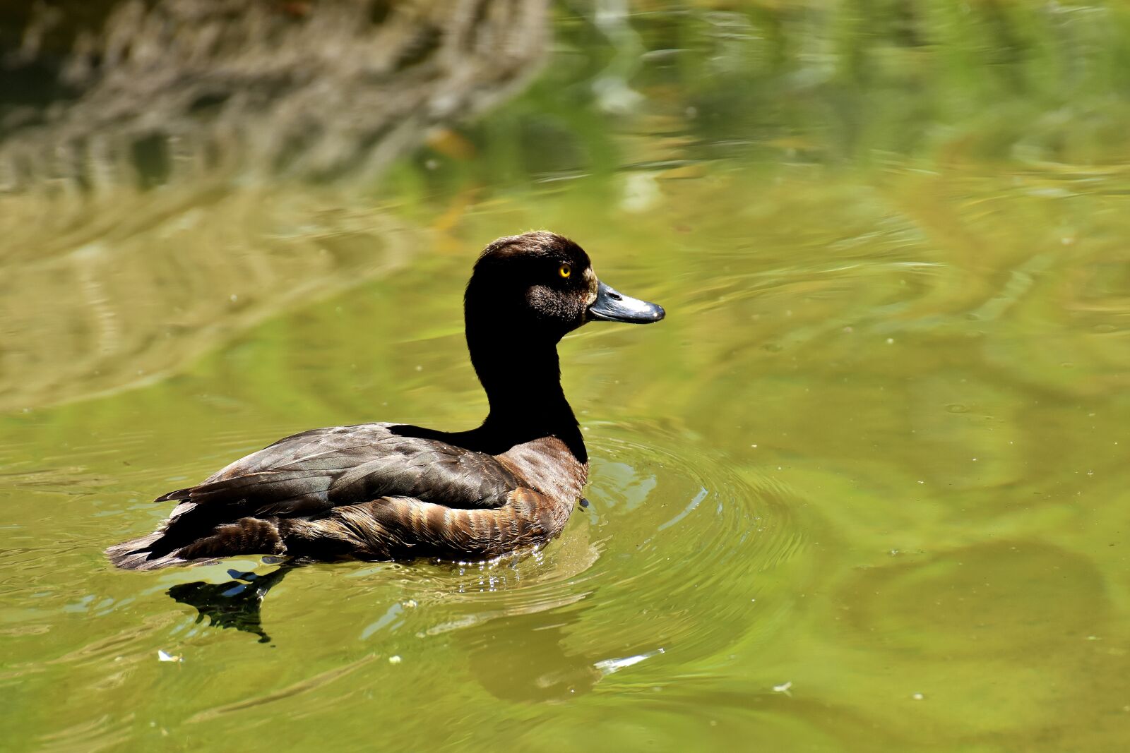 Nikon D7200 sample photo. Tufted duck, ducks, play photography