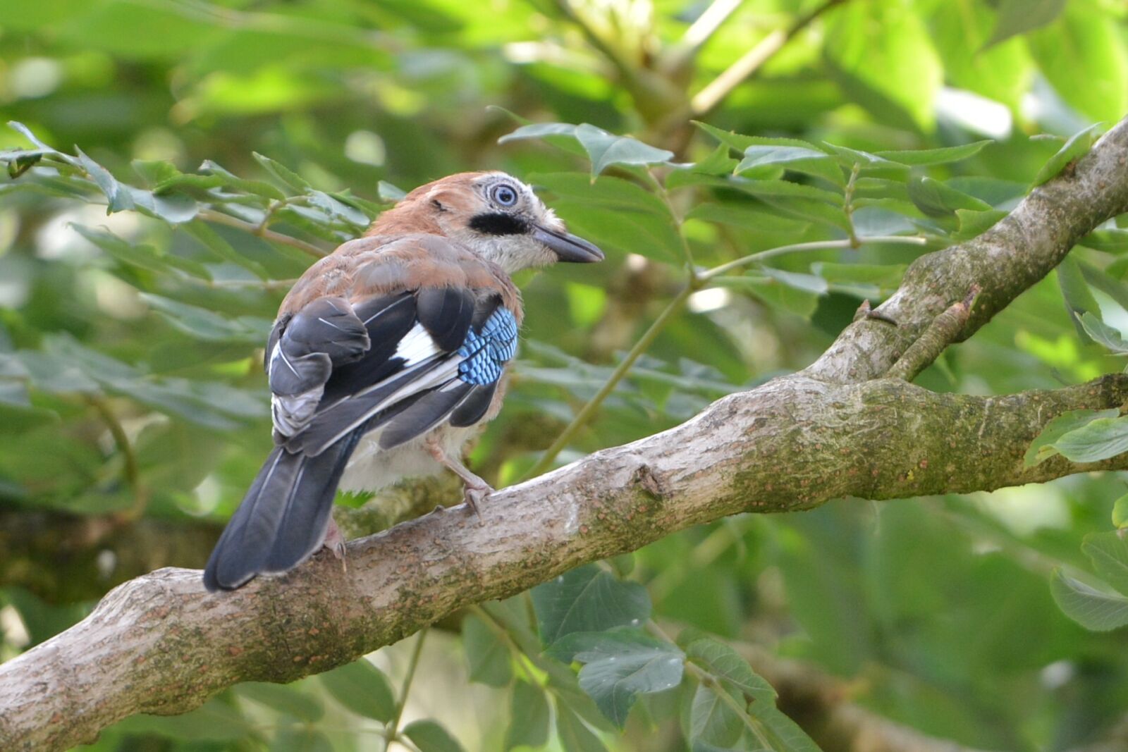 Nikon D7100 sample photo. Eurasian jay, summer, feed photography