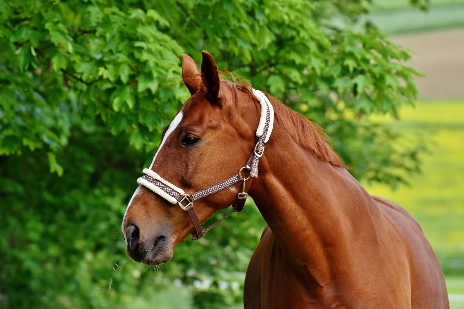 Nikon D7200 sample photo. Horses, coupling, stallion photography
