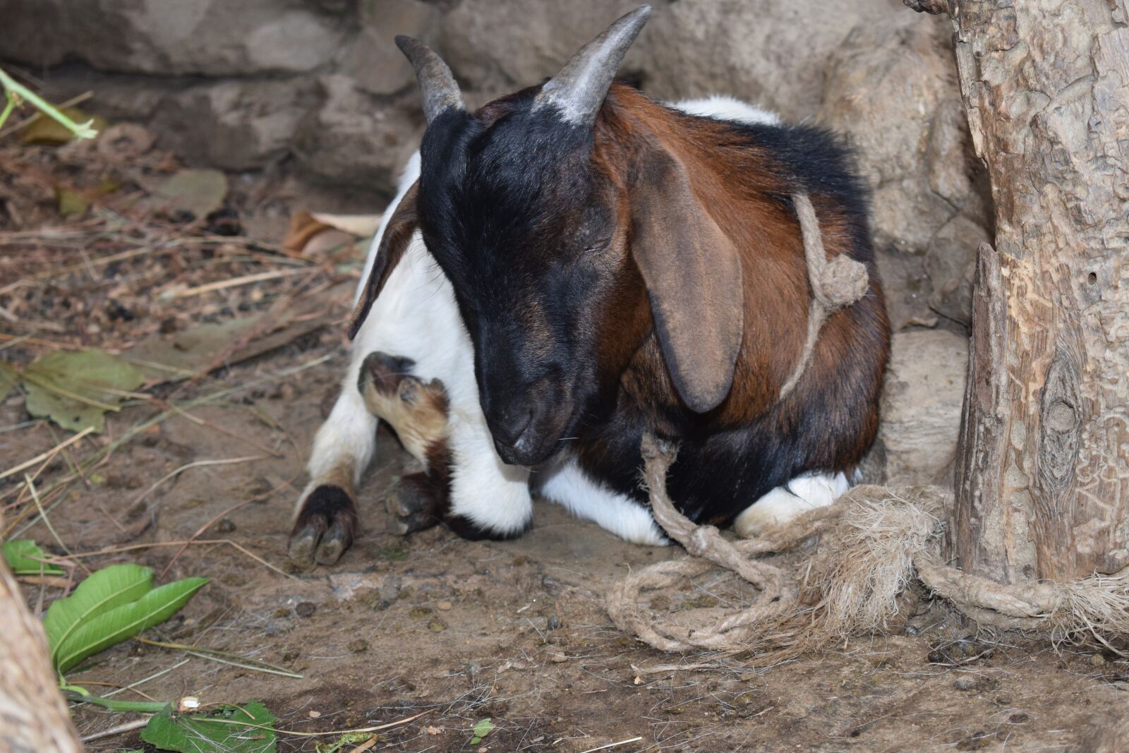 Nikon D5300 sample photo. Goat, goat meat, meat photography