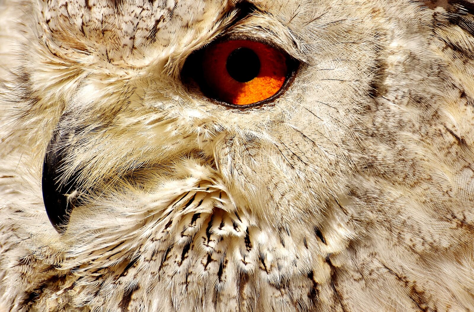 Nikon D7200 sample photo. Owl, wildpark poing, bird photography