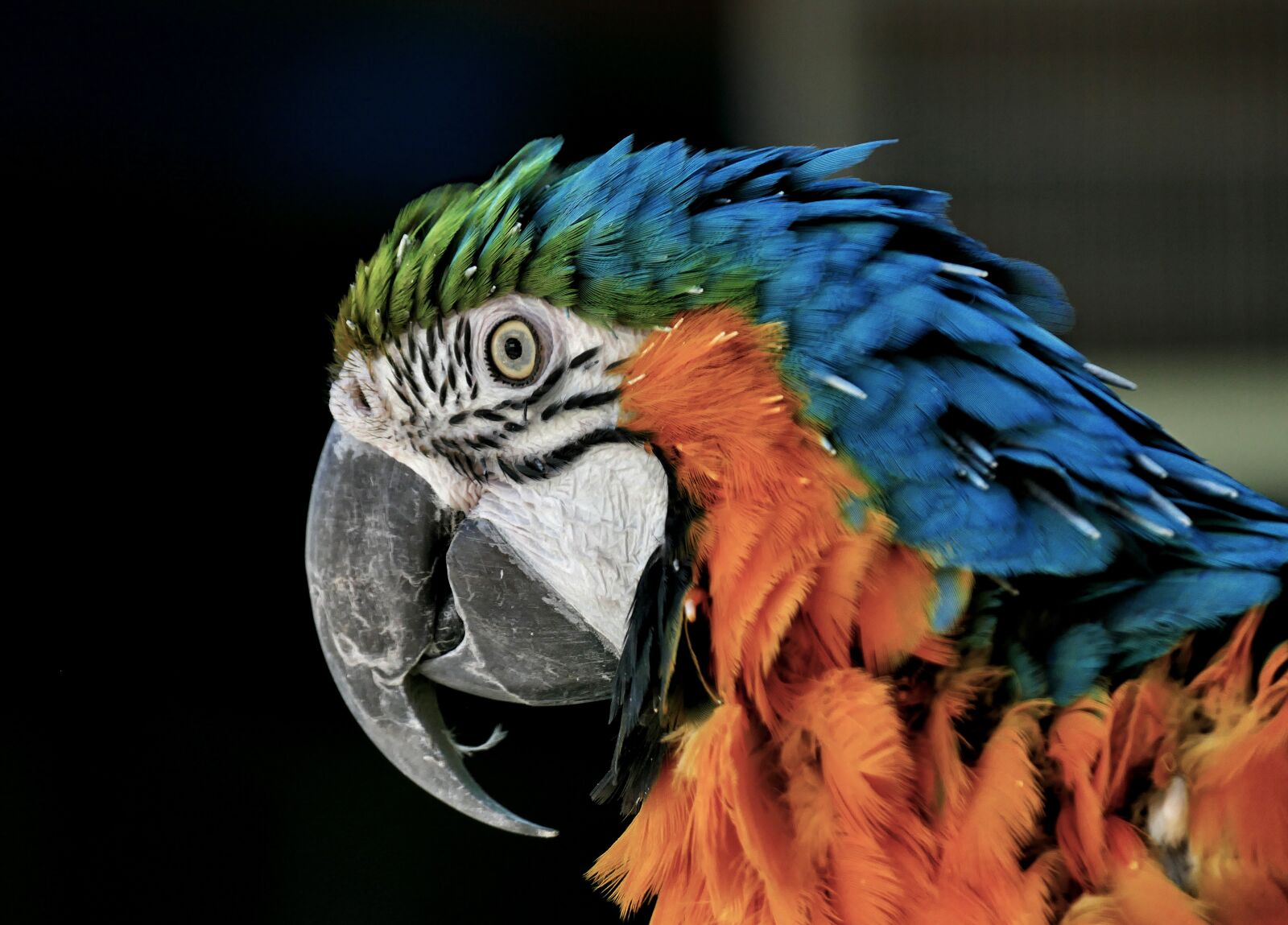 Panasonic Lumix DMC-FZ1000 sample photo. Parrot, colorful parrot, ara photography
