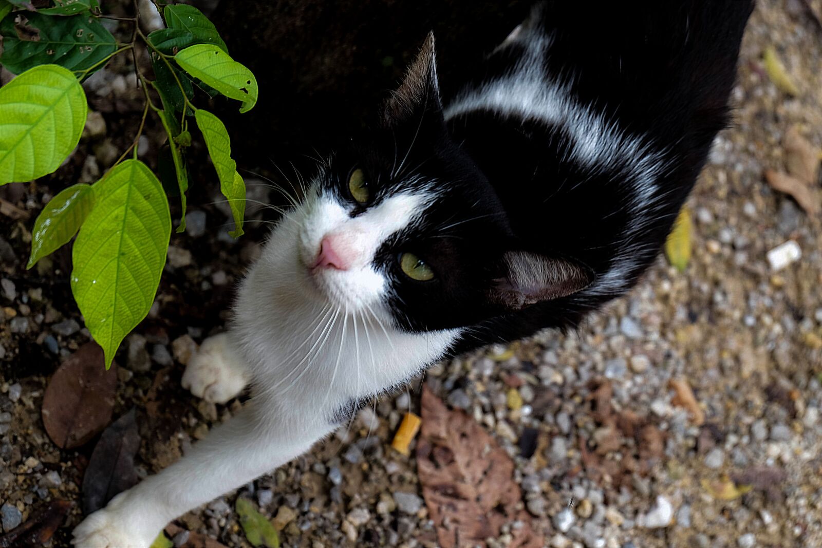 Fujifilm XC 16-50mm F3.5-5.6 OIS II sample photo. Cat, eyes, animals photography