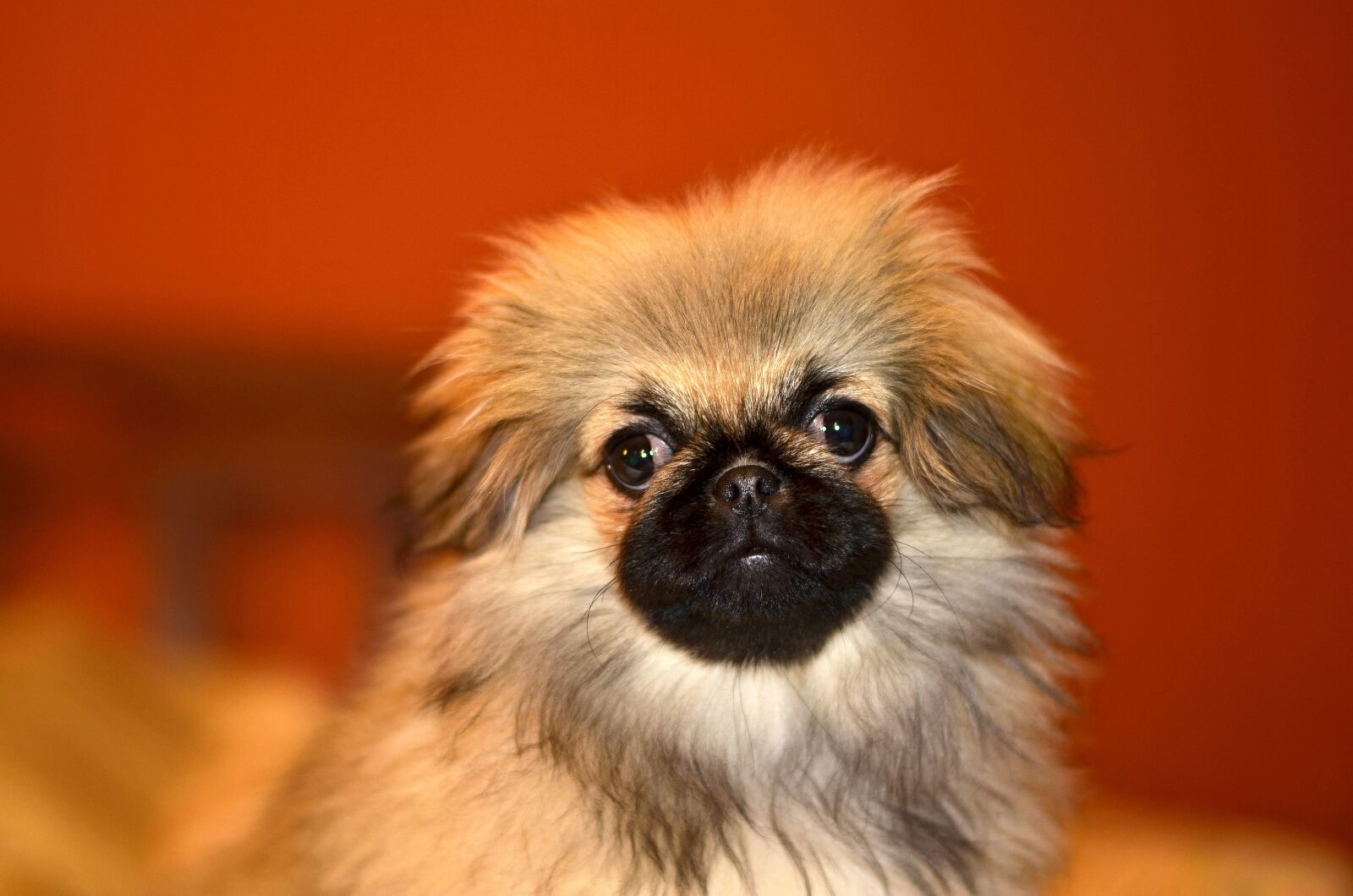 Nikon D5100 sample photo. Pekingese, puppy, dog photography