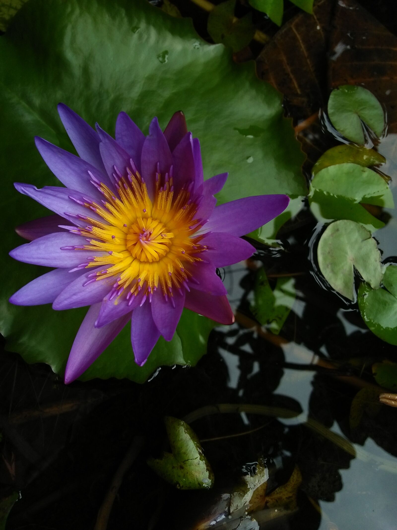 OPPO A37fw-International sample photo. Flower, flora, garden photography