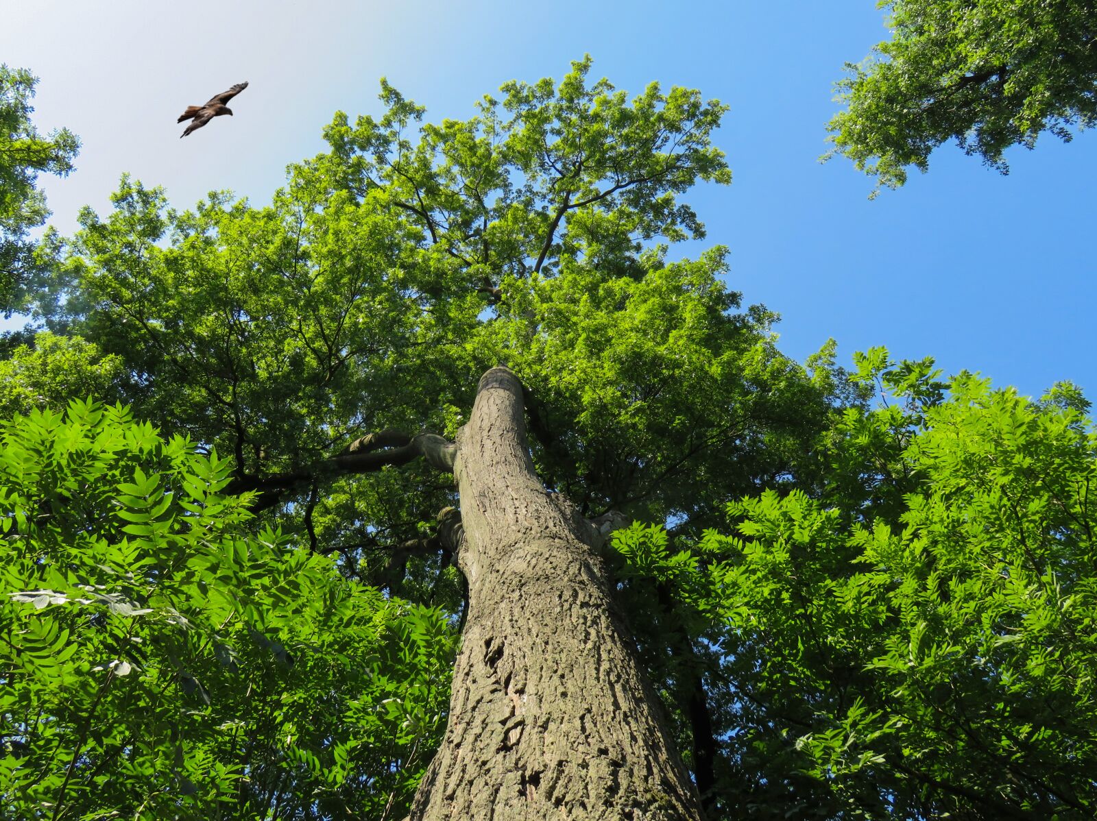Canon PowerShot SX710 HS sample photo. Nature, landscape, tree photography