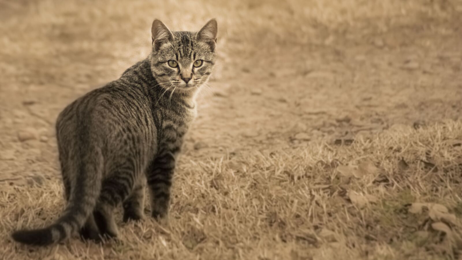 Nikon D5200 sample photo. Cat, housecat, pet photography